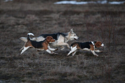 Assurance pour chien de chasse : protéger son compagnon lors des sorties cynégétiques