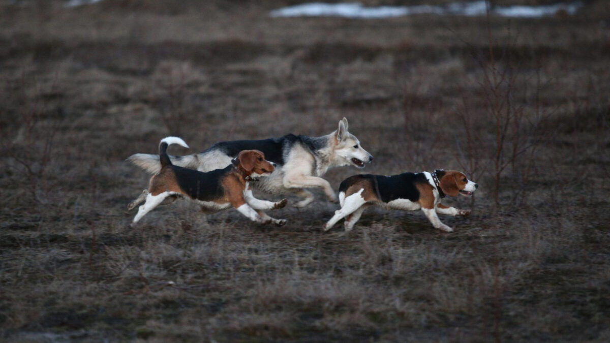 Assurance pour chien de chasse : protéger son compagnon lors des sorties cynégétiques