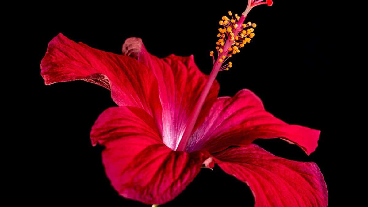Quelles fleurs offrir pour une naissance ?